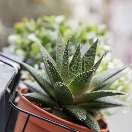 Semesterbostad Quinta Da Salada - Local Douro *